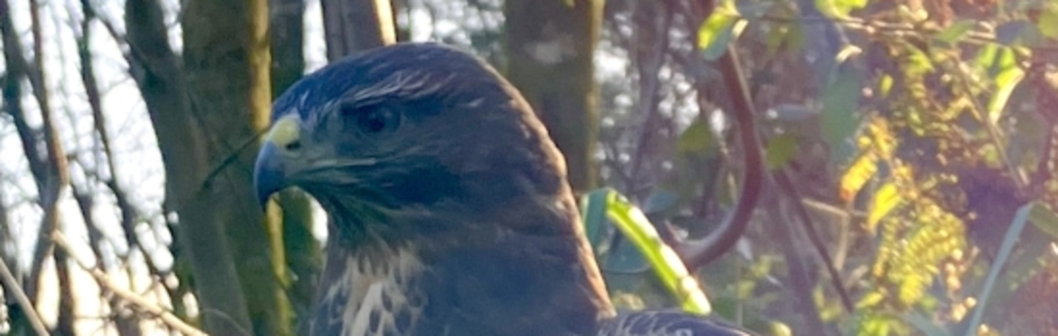 Pete Brownlee: Robin Prytherch - The Buzzard Man: A film by Pete Brownlee