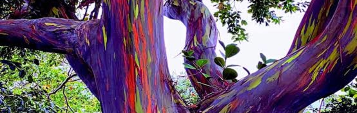 A rainbow eucalyptus tree