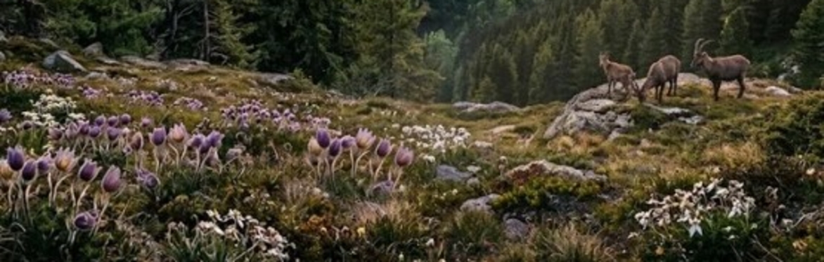 ESSENTIAL ALPS - Serata: Abitare la natura ieri e oggi nel Parco dello Stelvio