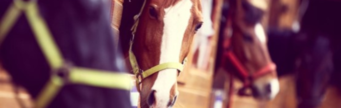 Equine passports- what is needed and why?