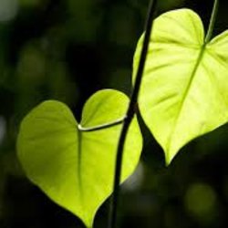 Embodied Peace: The Somatics of Grief