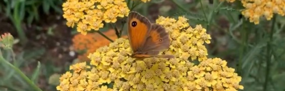 Bell House Open Garden