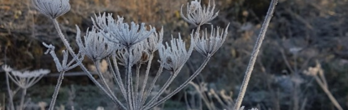 Winter Wellbeing Walk