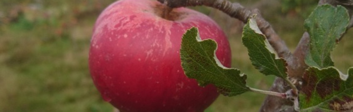 Woodcroft Wildspace - Apple Day