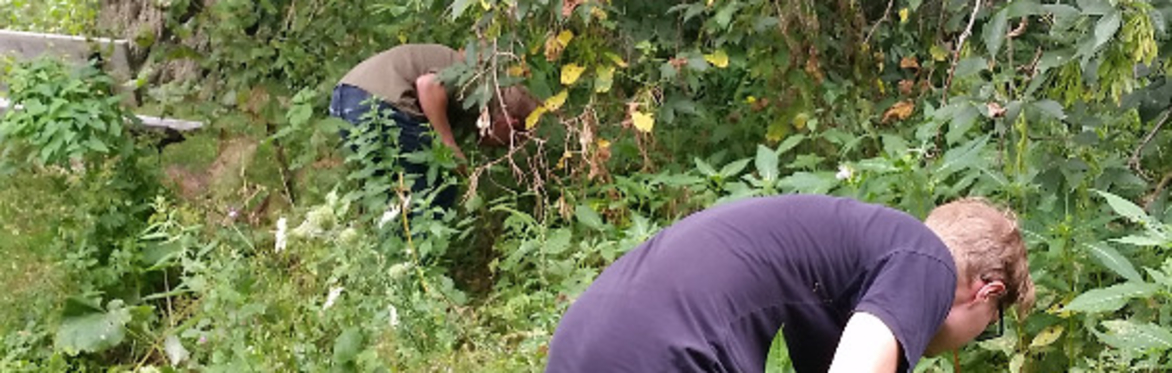 Removing Himalayan Balsam