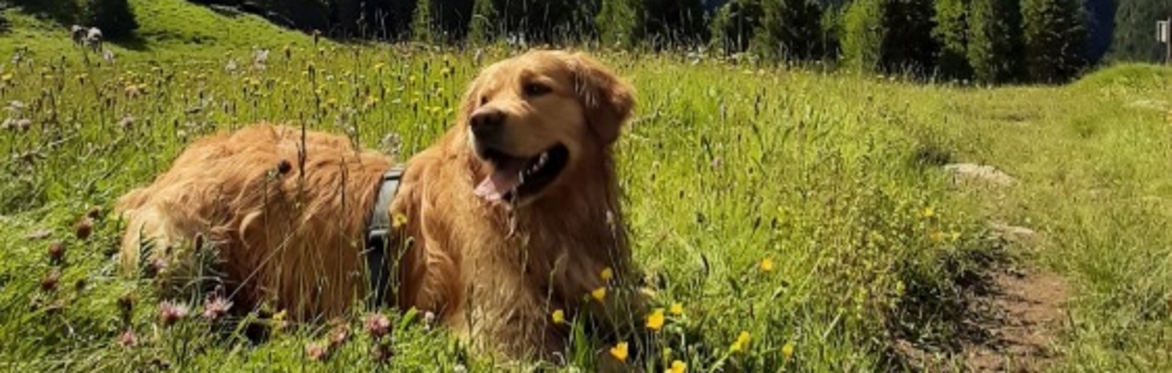 DOG SUMMER CAMP