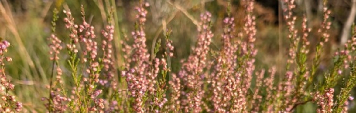 Ballyhoura Peatlands Visioning Workshop