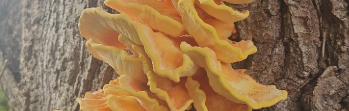 Fungi ID, Fungi Foraging & Fungi-inspired Lunch