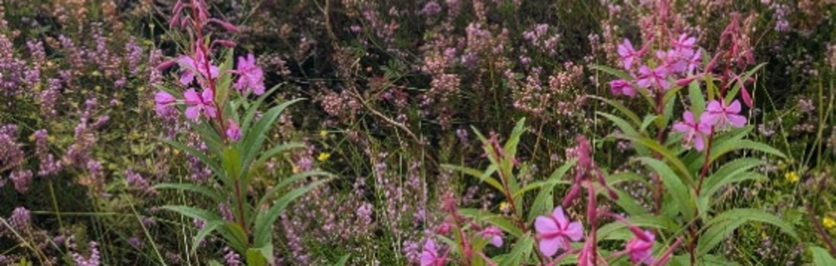 Galtee Peatlands Visioning Workshop