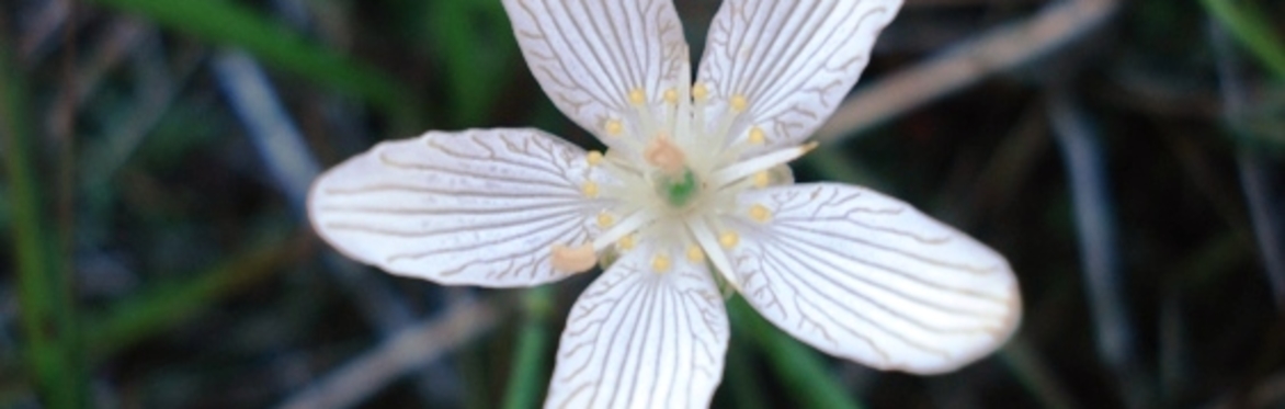 Guided Wildflower Walk at Petrel Point Nature Reserve