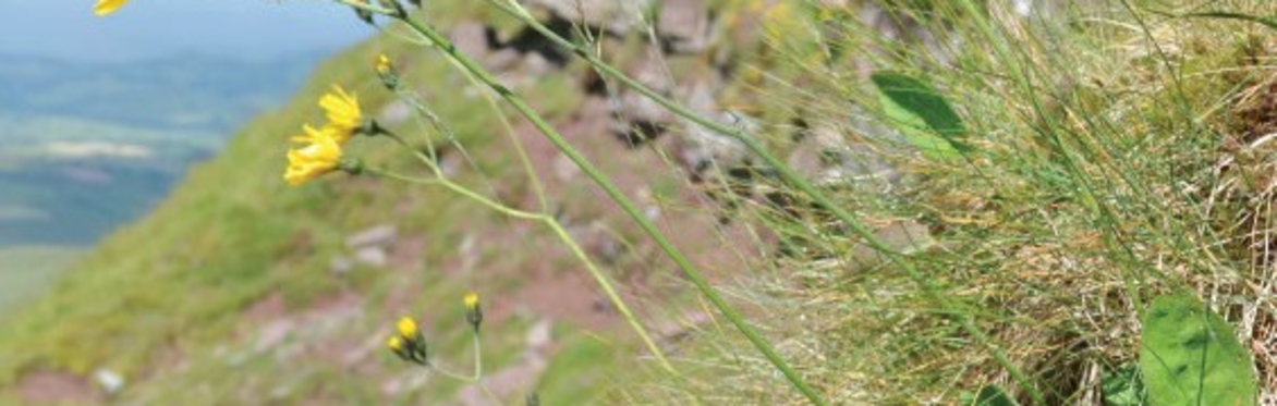 Botanical Skills NI: Key to Irish hawkweeds (Hieracium)