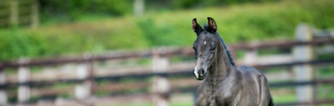 BHS Stage 4 & 5 Care & Lunge/Long Rein Training Day