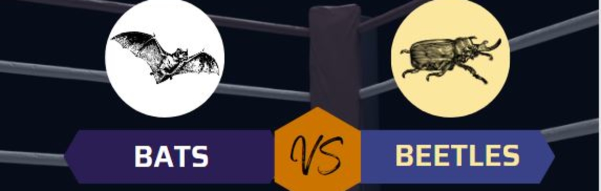 Image of a bat and a beetle above the words bats vs beetles