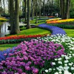 🌷 Visit Keukenhof – The Most Famous and Beautiful Tulip Garden in the World! 🌷(only for Mondial au pairs)