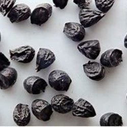 Seed Saving for Food Growers