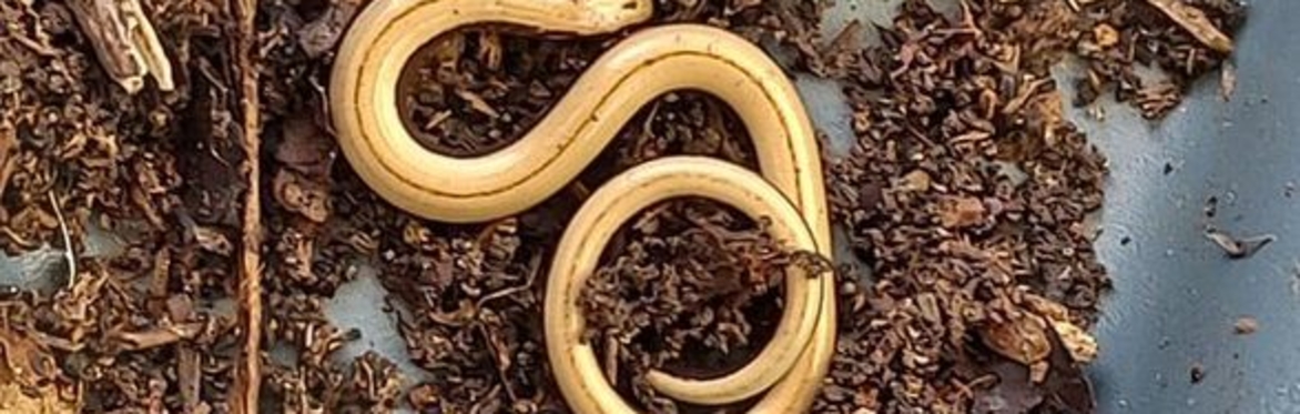 Slow worm in compost