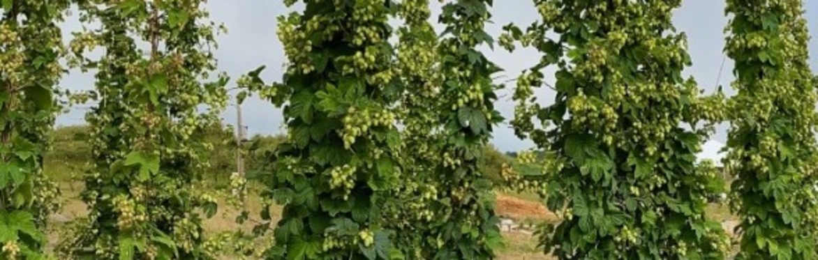 Hops for a Cause