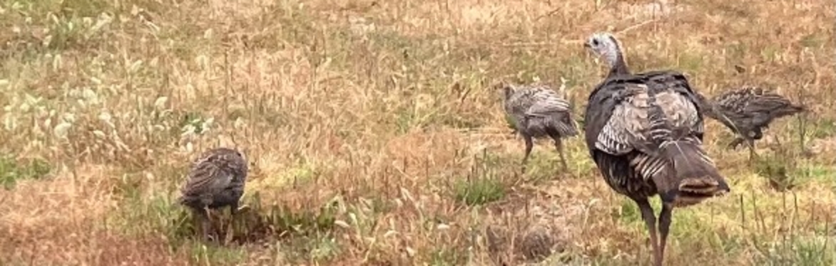 Nature Walk and Bird Count — July
