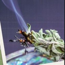 Herbs for Healing with Sunita - T2WS26:B&M