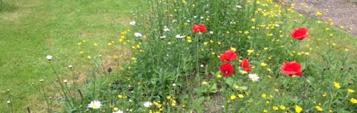 Volunteer Work Morning: Wildlife Gardening at Victoria Hall