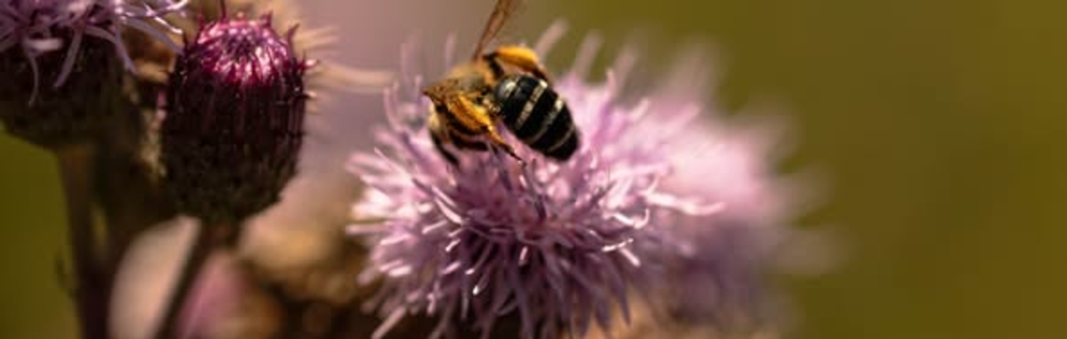Bee on a pink flower