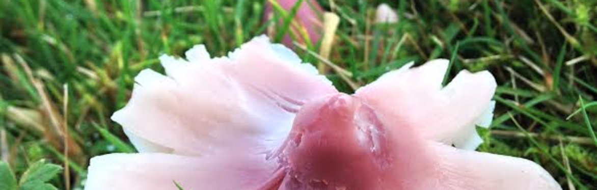Rose Waxcap - Credit Michael Senkans