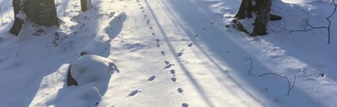 Animal Tracking in the Snow with Dan Yacobellis (Session 1)