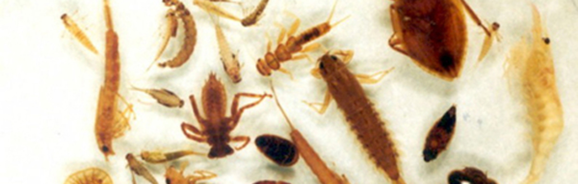 Identifying aquatic macroinvertebrates – basics through to species level resolution