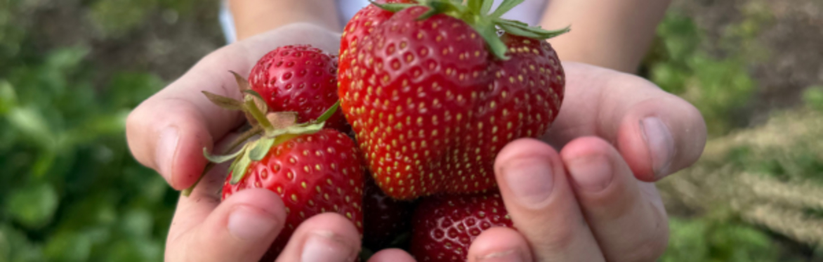 Strawberry Pick Your Own