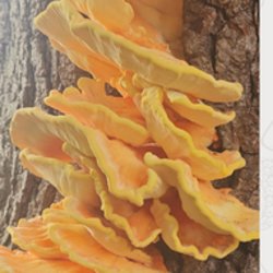 Fungi ID, Fungi Foraging & Fungi-inspired Lunch