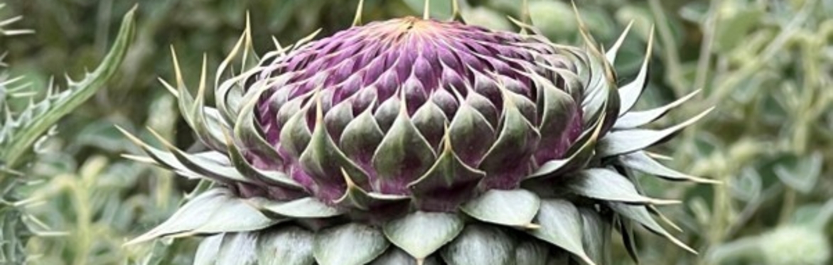 Plant choice and combinations: a Dixter perspective.  An online symposium led by Fergus Garrett