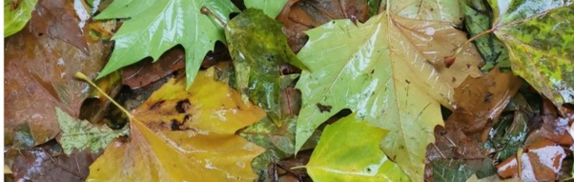 Autumn leaves