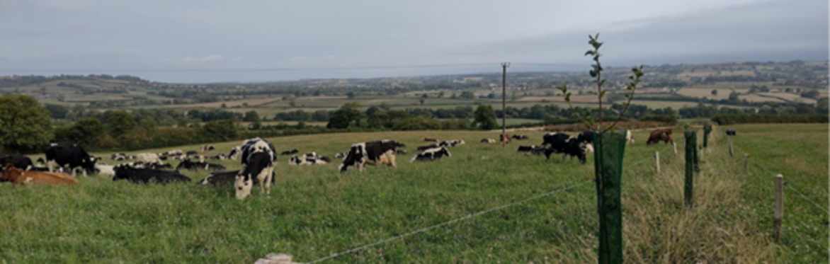 Exploring Agroforestry in Dairy Systems