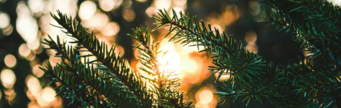 Beautiful dark green pine branches with dappled orange sunlight glowing through
