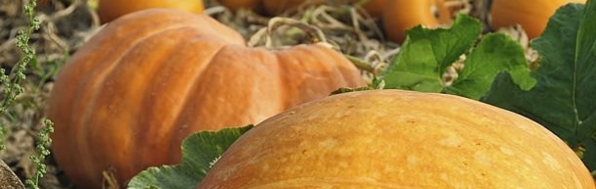 🎃 PUMPKIN CARVING AT NATURAL SOURCE 🎃