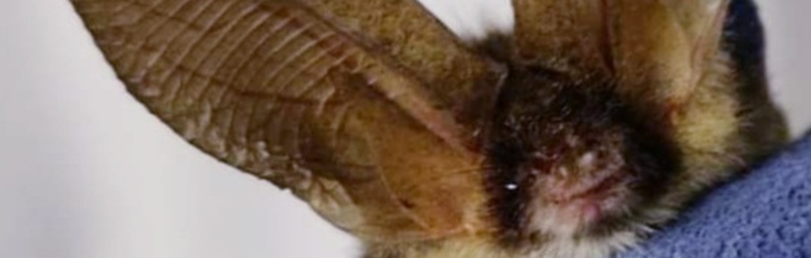 Drumboe Woods Bat Safari
