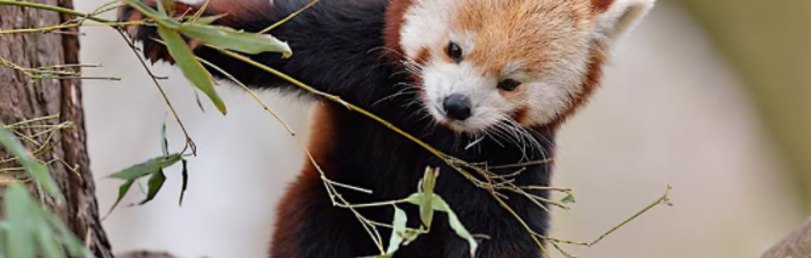 Junior Nature Photography Workshops