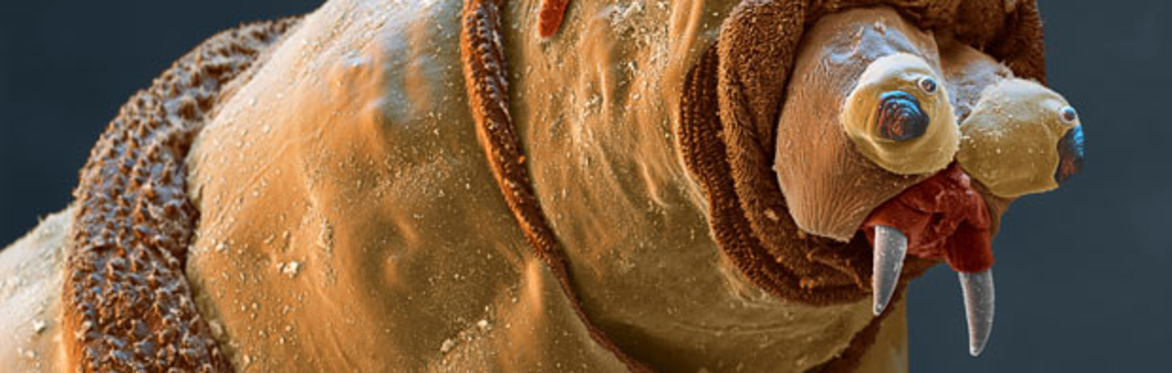 Fly Larvae Webinar