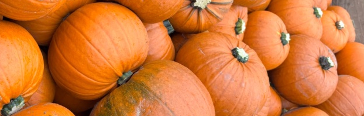 The Pumpkin Ranch 2026