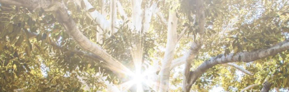 Putting Down Roots - A Celebration of Legacy Giving and Community Impact