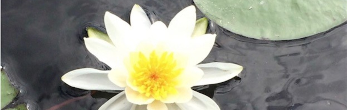 Guided Meditation led by Sonia