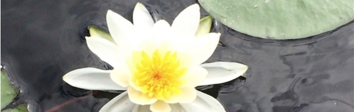 Guided Meditation (Evening Session)