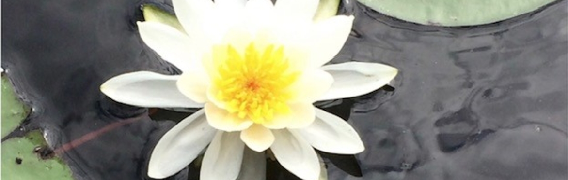 Breath Work Meditation (Morning session)