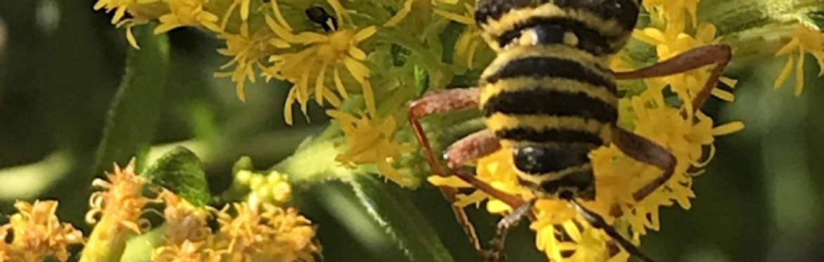 Identifying Bugs in the Wild