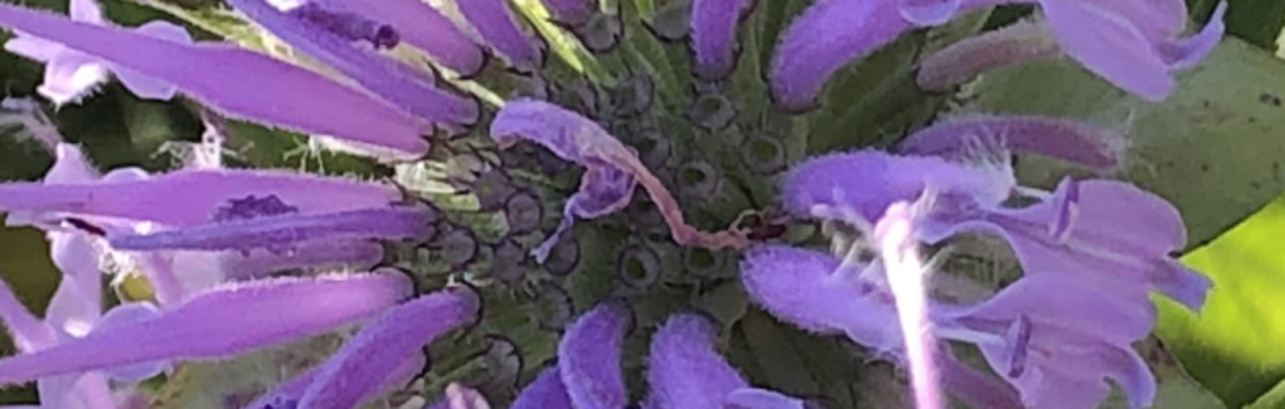 A Look at Native Plant Form and Function