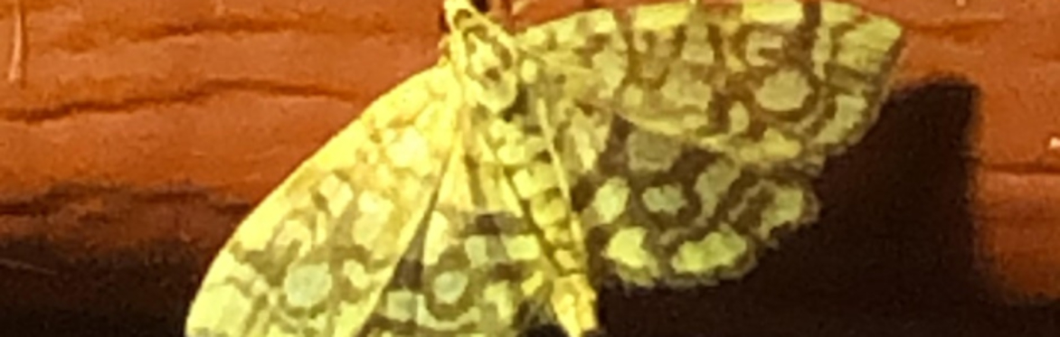 Pollinators after Dark