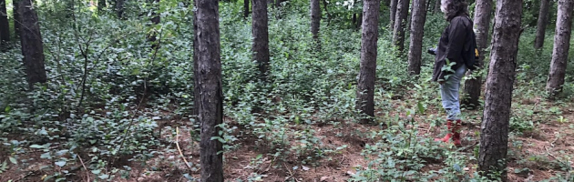 Terrestrial Invasive Species Management