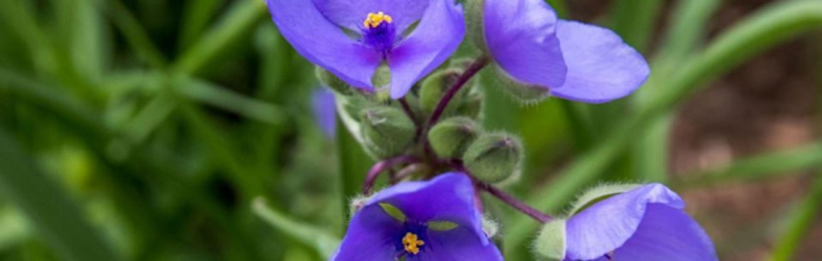 Native Plant Ecology and Identification