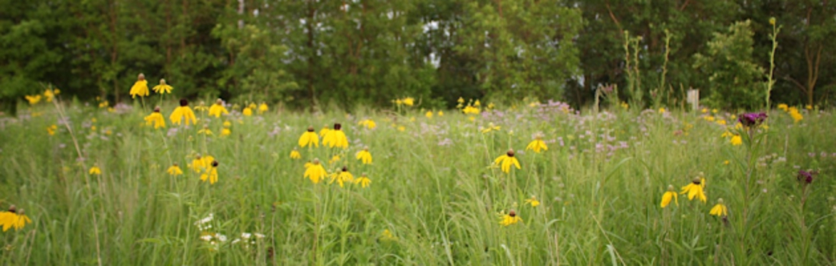 Establishing & Managing Native Plant Communities