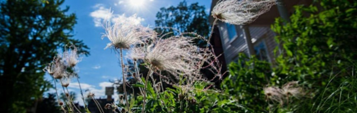 Creating a Native Plant Oasis Design Plan